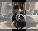 Small Photo #1 Aussie-Poo Puppy For Sale in VENETA, OR, USA