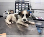 Small German Wirehaired Pointer Mix