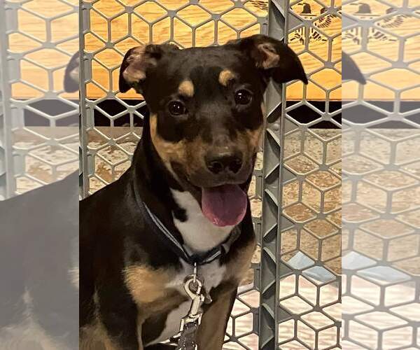 Medium Photo #2 Mutt Puppy For Sale in Fenton, MO, USA
