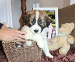 Puppy Puppy 5 nick Australian Shepherd