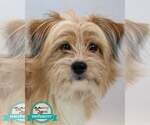 Small Shih Tzu Mix