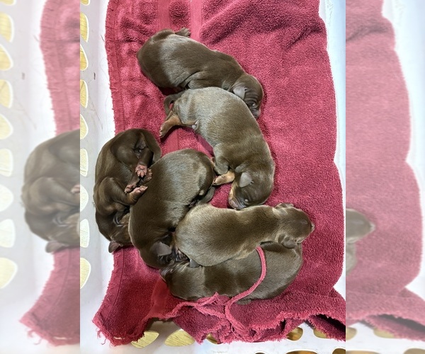 Medium Photo #27 Doberman Pinscher Puppy For Sale in LIVINGSTON, LA, USA