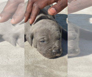 Cane Corso Puppy for sale in REYNOLDS, GA, USA