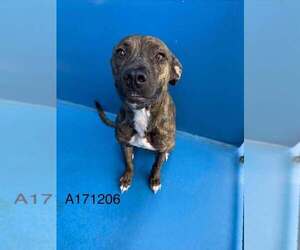 Mutt Dogs for adoption in Calgary, Alberta, Canada