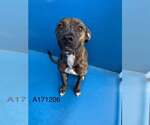 Parson - Male Mutt Dog for Adoption - Small photo