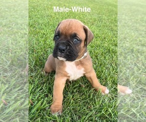 Boxer Puppy for sale in GREENVILLE, NC, USA