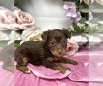 Puppy 1 YorkiePoo