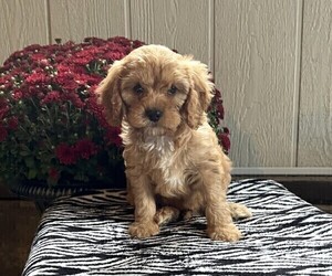 Cavapoo Dog for Adoption in STANLEY, Wisconsin USA