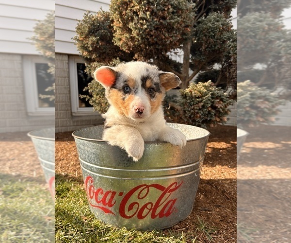 Medium Photo #1 Pembroke Welsh Corgi Puppy For Sale in MIDDLEBURY, IN, USA