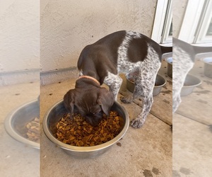 German Shorthaired Pointer Puppy for sale in EL CAJON, CA, USA