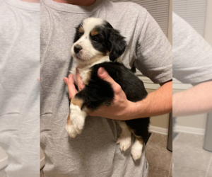 Bernedoodle (Miniature) Puppy for sale in MILWAUKEE, WI, USA