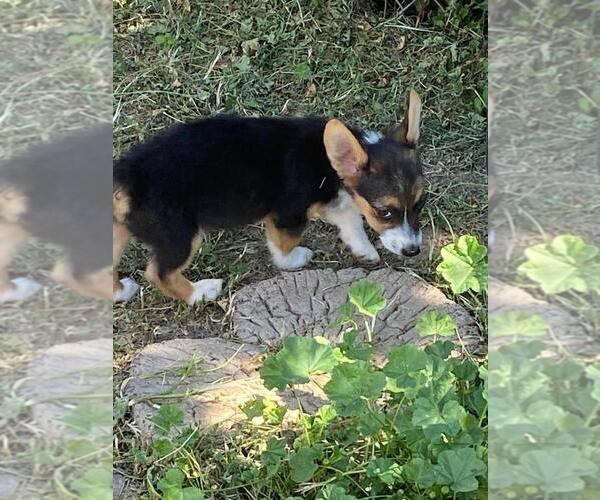 Medium Photo #4 Aussie-Corgi Puppy For Sale in BRIGGSDALE, CO, USA