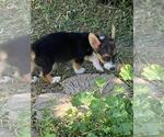 Small #3 Aussie-Corgi