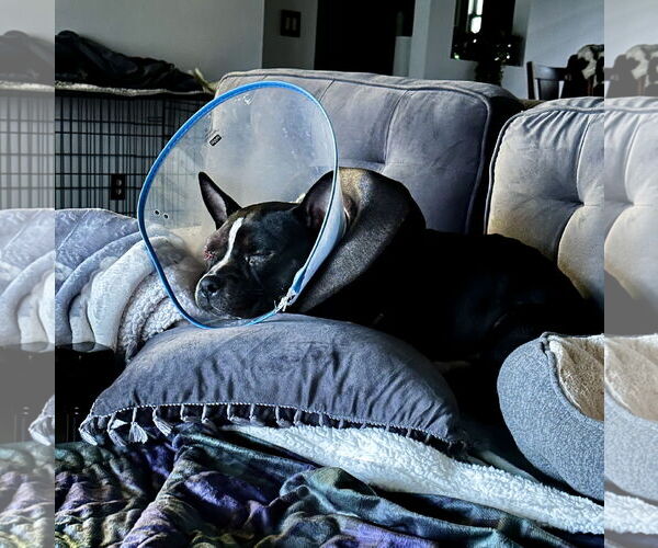 Medium Photo #5 American Staffordshire Terrier-Boston Terrier Mix Puppy For Sale in North Olmsted, OH, USA