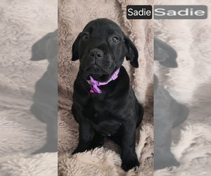 Cane Corso Puppy for sale in MINERAL WELLS, WV, USA