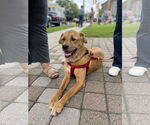 Small Labrador Retriever Mix