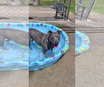 Small #6 American Pit Bull Terrier Mix
