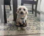 Small #7 Maltese