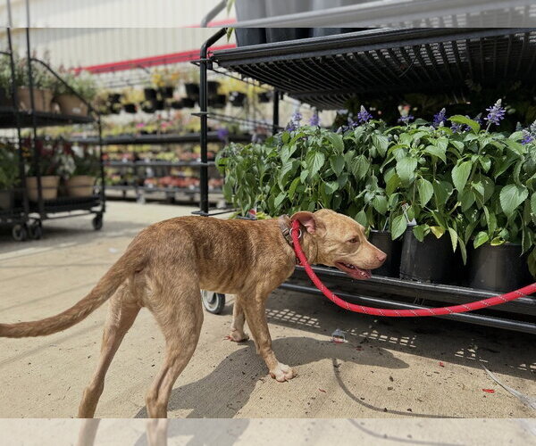 Medium Photo #3 Labrador Retriever-Unknown Mix Puppy For Sale in Rockaway, NJ, USA