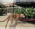 Small #2 Labrador Retriever Mix