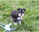 Jacob - Male Schnauzer (Miniature) Puppy for Sale - Photo #6