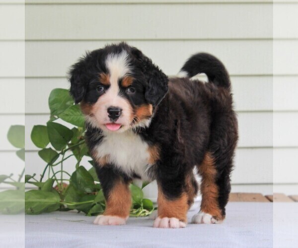 Medium Photo #3 Bernese Mountain Dog Puppy For Sale in EAST EARL, PA, USA
