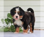 Small Photo #3 Bernese Mountain Dog Puppy For Sale in EAST EARL, PA, USA
