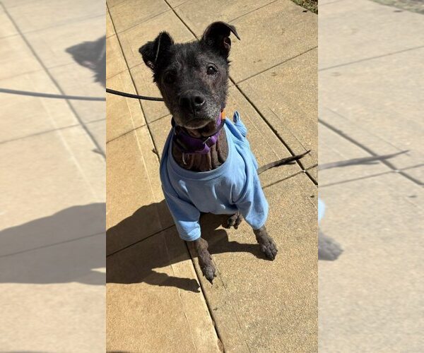 Medium Photo #2 Labrador Retriever Puppy For Sale in New York, NY, USA