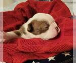 Small Photo #5 Boston Terrier Puppy For Sale in SALINA, KS, USA