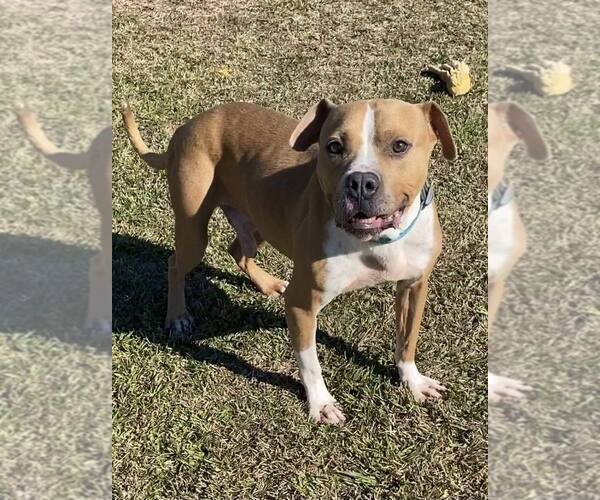 Medium Photo #3 Mutt Puppy For Sale in Abbeville, LA, USA