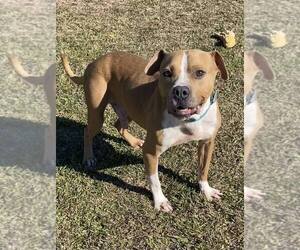 Milton - Male Mutt Dog for Adoption - Photo #3