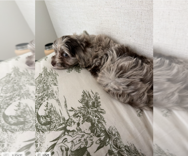 Medium Photo #1 Cavapoo (Toy) Puppy For Sale in ATLANTA, GA, USA