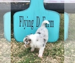 Small Photo #8 Border Collie-Pembroke Welsh Corgi Mix Puppy For Sale in SUMMERVILLE, GA, USA
