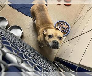 American Pit Bull Terrier Dogs for adoption in Fort Wayne, IN, USA