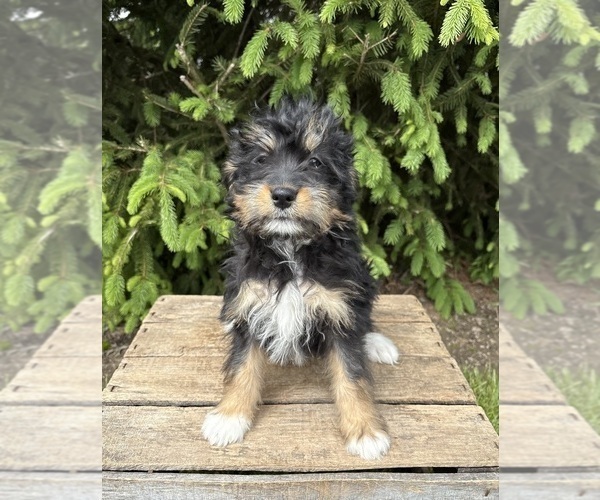Medium Photo #3 Bernedoodle Puppy For Sale in MIDDLEBURY, IN, USA
