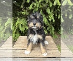 Small #2 Bernedoodle