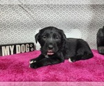 Small #4 Golden Mountain Dog