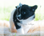 Small Photo #120 Chihuahua Puppy For Sale in WARSAW, IN, USA
