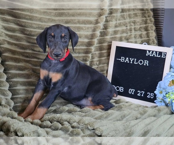 Medium Photo #2 Doberman Pinscher Puppy For Sale in POMEROY, OH, USA