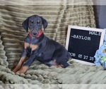Small #1 Doberman Pinscher