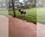 Small #3 Mutt