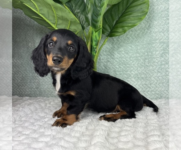 Medium Photo #8 Dachshund Puppy For Sale in FRANKLIN, IN, USA