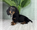Small #7 Dachshund