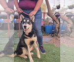 Small #1 German Shepherd Dog-Huskies  Mix