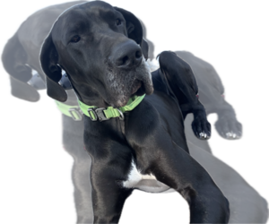 Father of the Great Dane puppies born on 07/14/2026