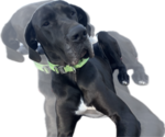Small Photo #1 Great Dane Puppy For Sale in WILLIS, TX, USA