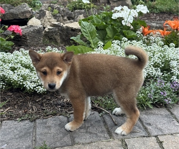 Medium Photo #3 Shiba Inu Puppy For Sale in CANOGA, NY, USA