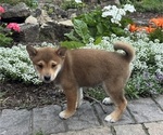 Small #2 Shiba Inu