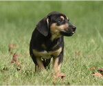 Small Photo #10 Australian Shepherd-Unknown Mix Puppy For Sale in Mechanicsburg, PA, USA
