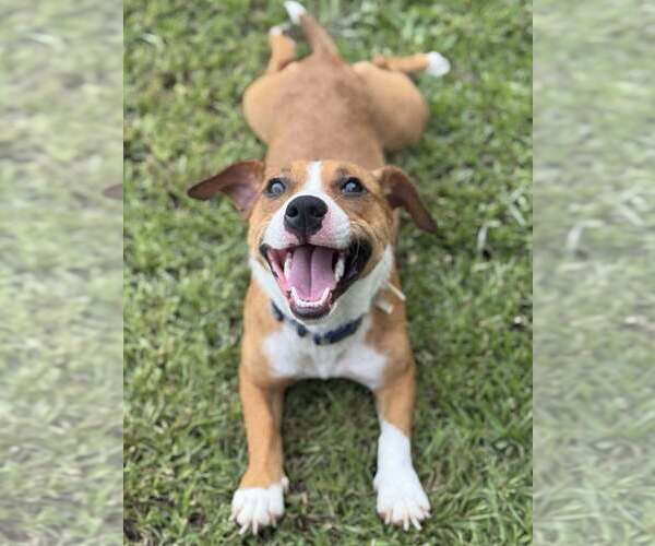 Medium Photo #2 Mutt Puppy For Sale in Abbeville, LA, USA